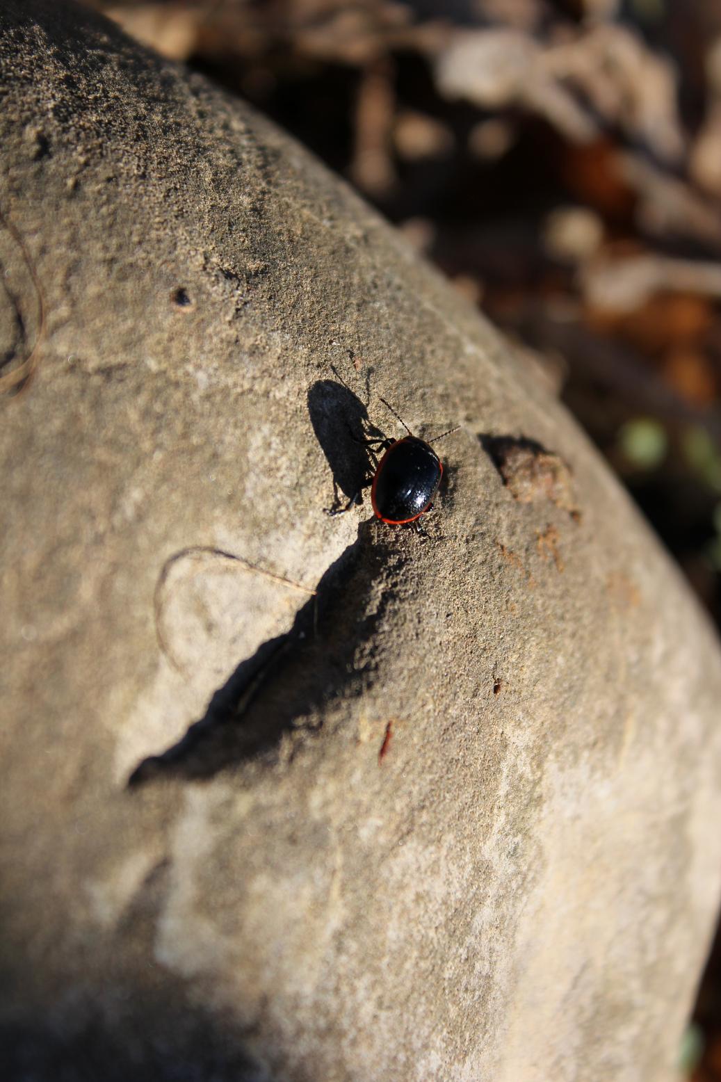 Chrysolina rossia (oppure C. sanguinolenta?)