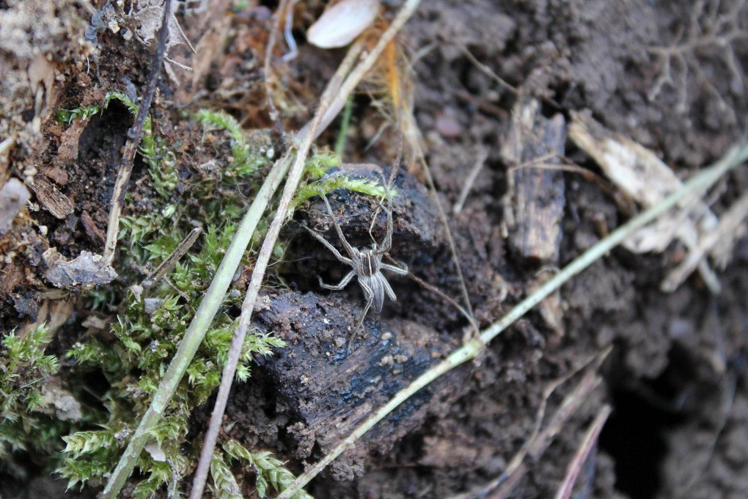 Pisaura sp.