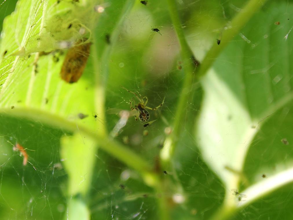 Phylloneta sp.