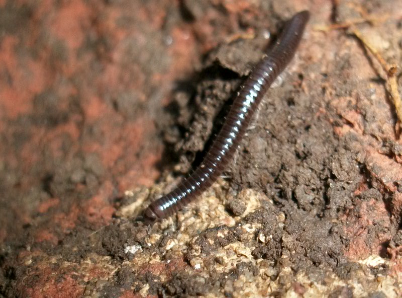 Identificazione millepiedi