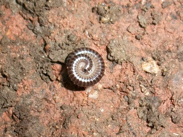 Identificazione millepiedi