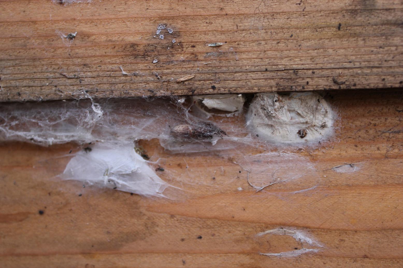 Segestria sp.