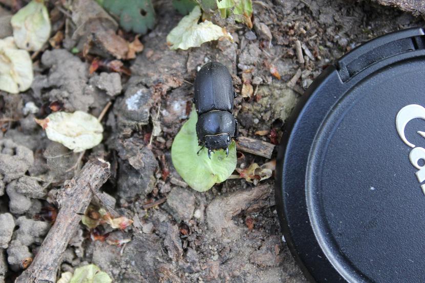 Identificazione coleottero  - Dorcus parallelepipedus