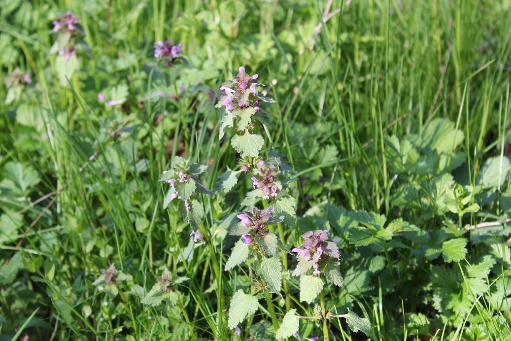 Lamium purpureum