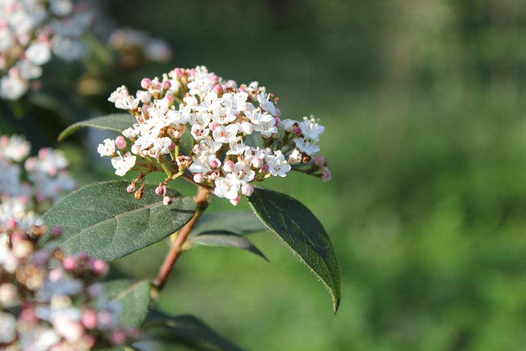 identificazione arbusto - Viburnum tinus