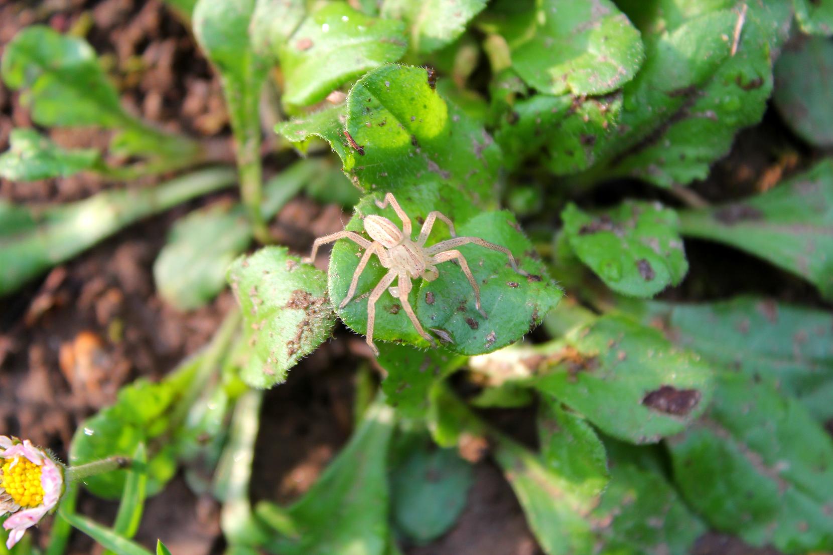 Micrommata virescens; Pisaura sp.