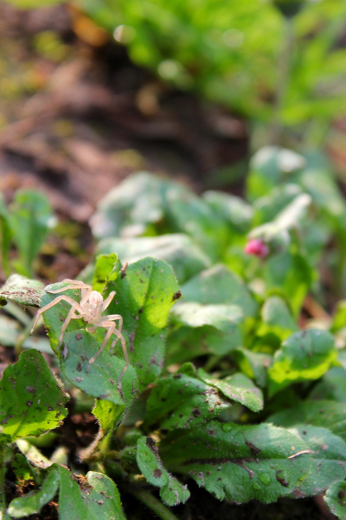 Micrommata virescens; Pisaura sp.
