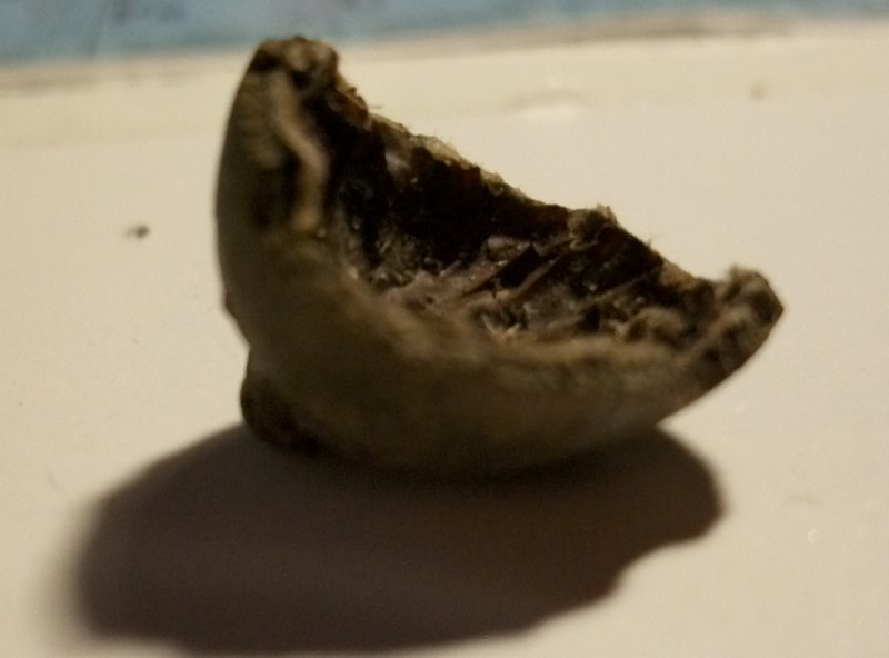 Ghianda 