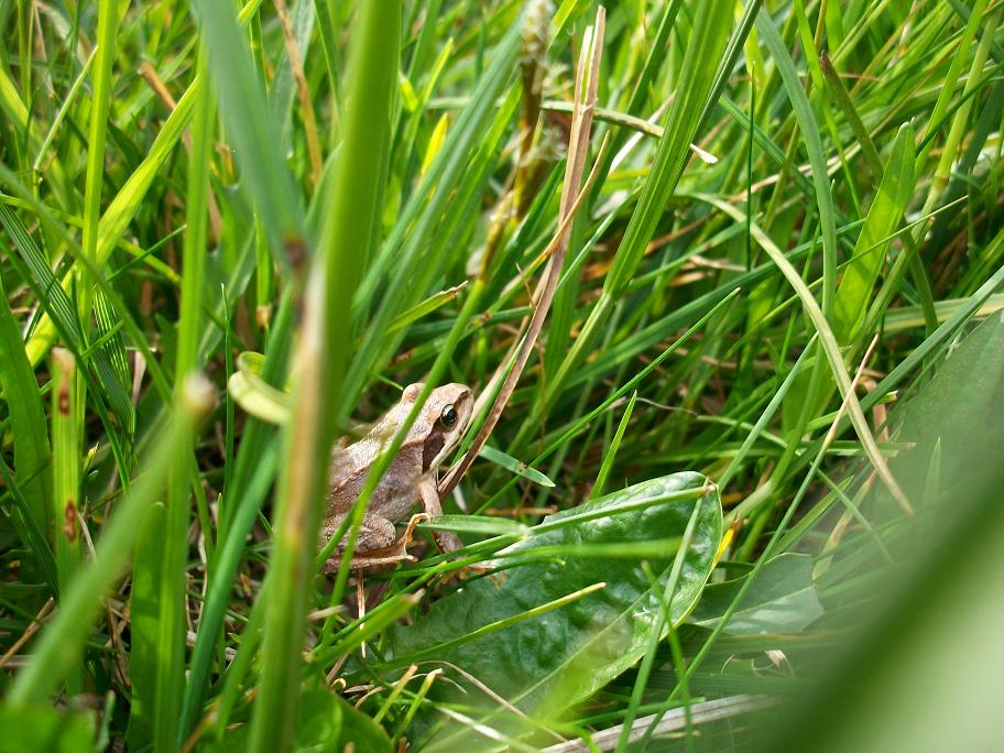 Rana temporaria / Rana dalmatina? Rana temporaria