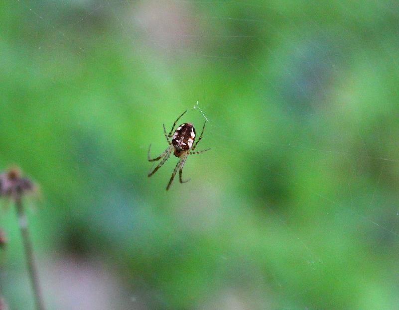 Metellina sp.