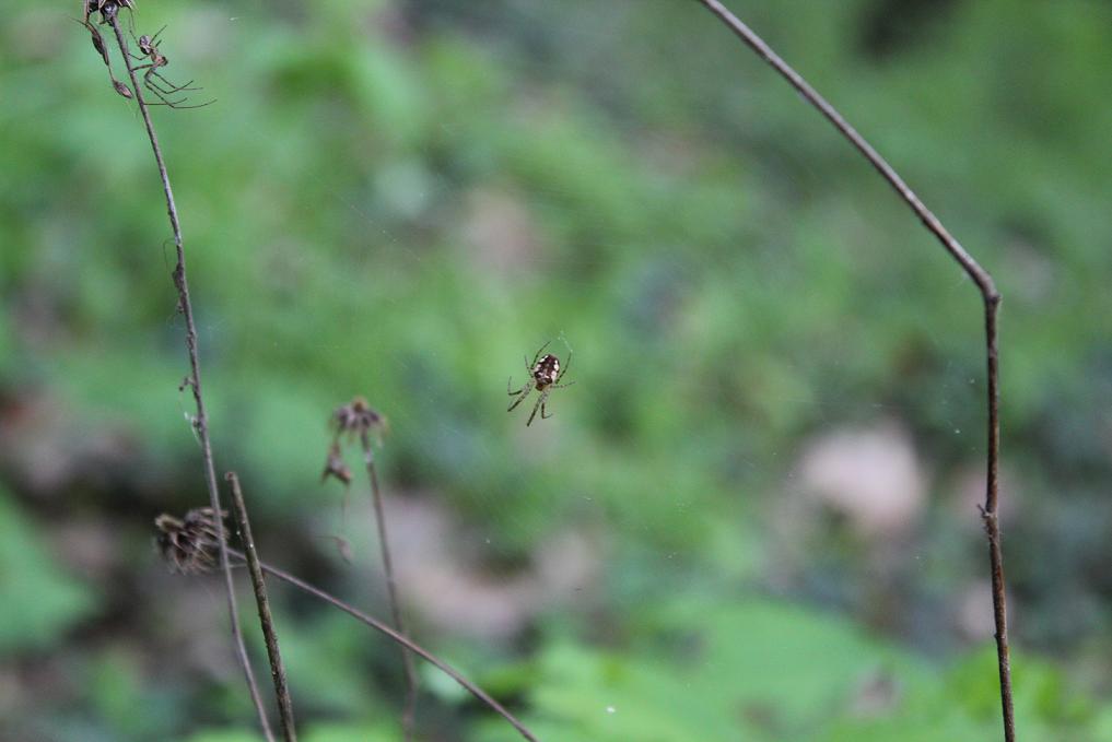 Metellina sp.