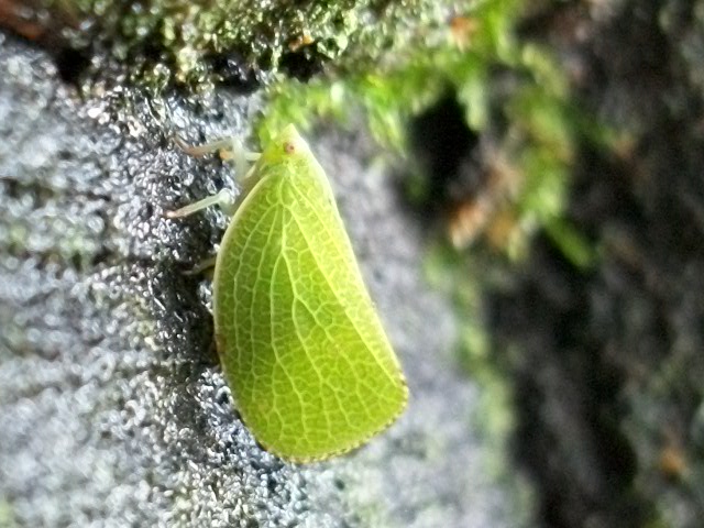 Acanalonia conica