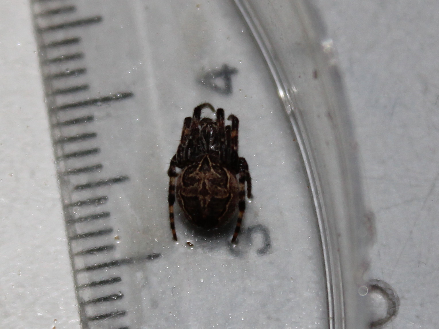 Larinioides sclopetarius