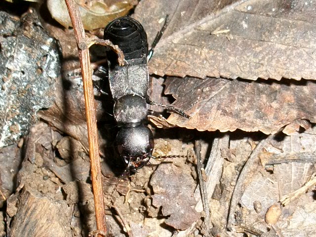 Ocypus (olens?)