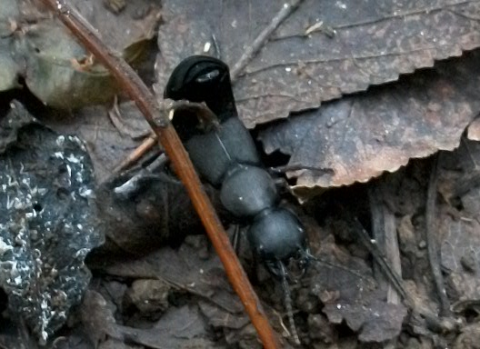 Ocypus (olens?)