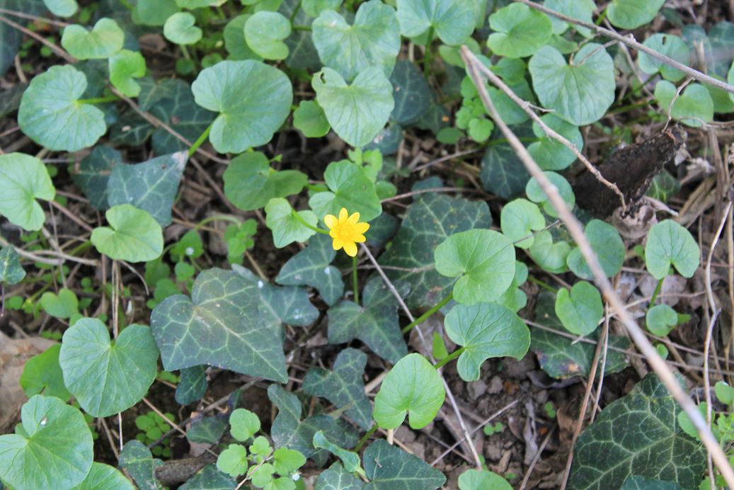 Ranunculus ficaria
