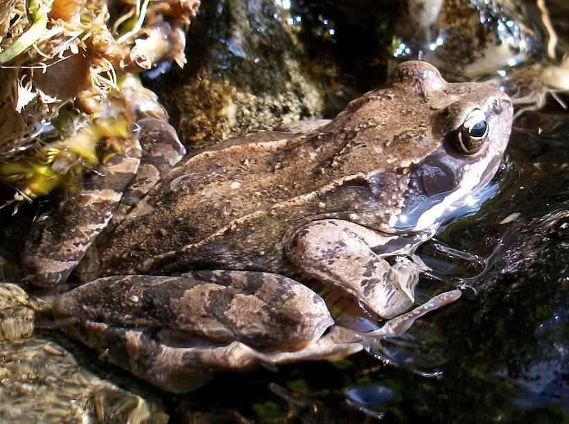 Rana temporaria / Rana dalmatina? Rana temporaria