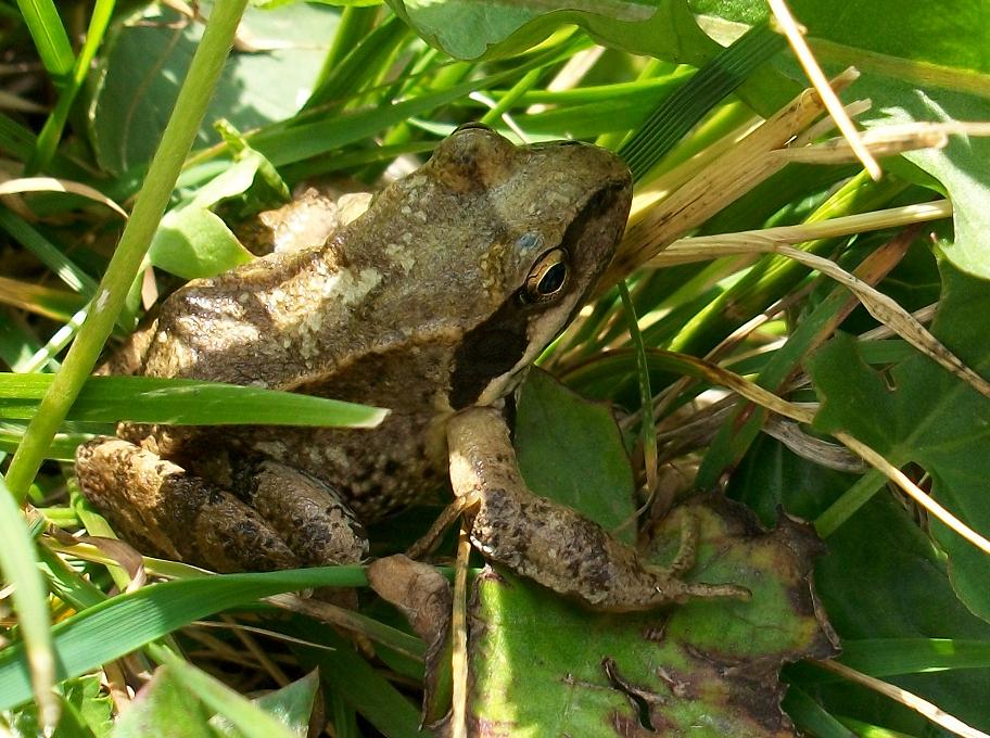 Rana temporaria / Rana dalmatina? Rana temporaria
