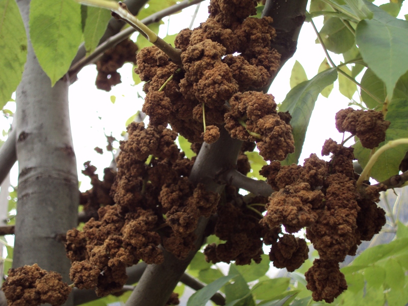 galle su fraxinus excelsior di Eriophyes fraxinivorus