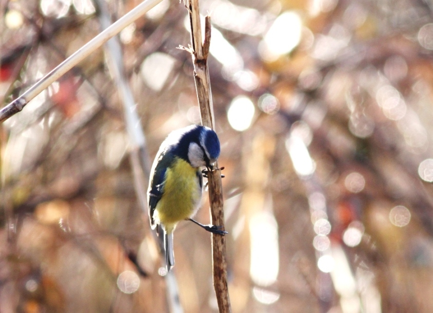 Avifauna humor