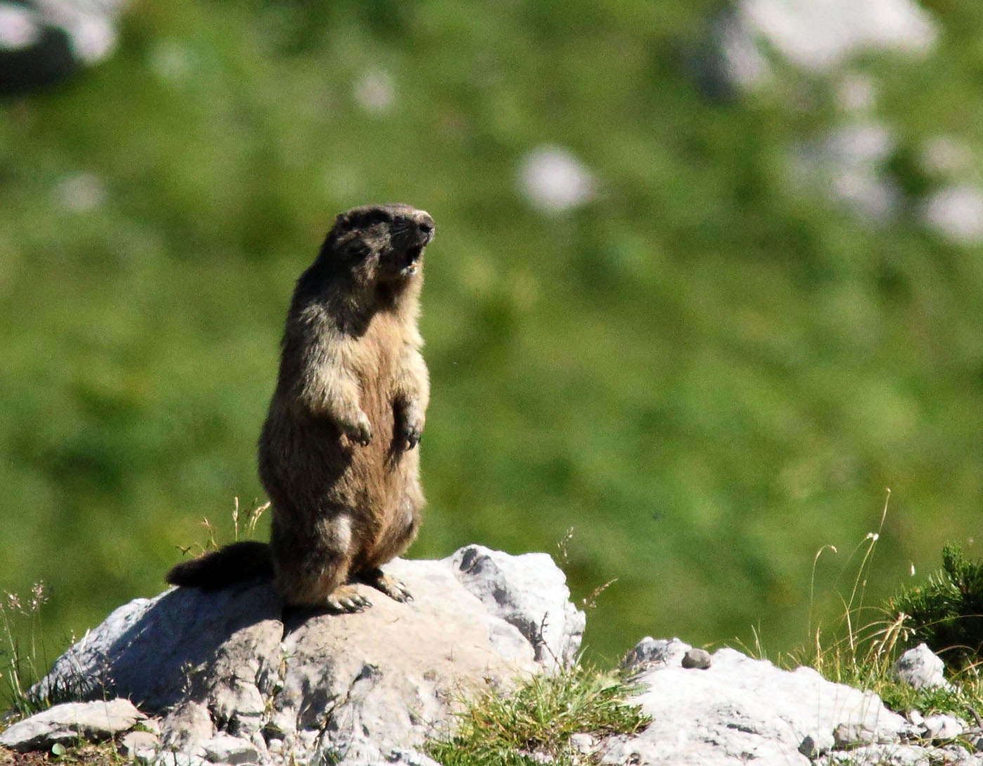 Marmotte, marmotte e ancora marmotte !!!