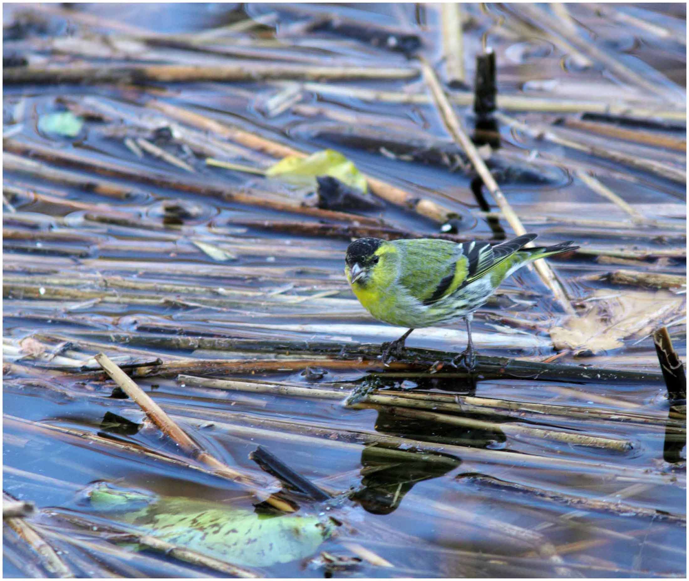 Lucherino - Carduelis spinus