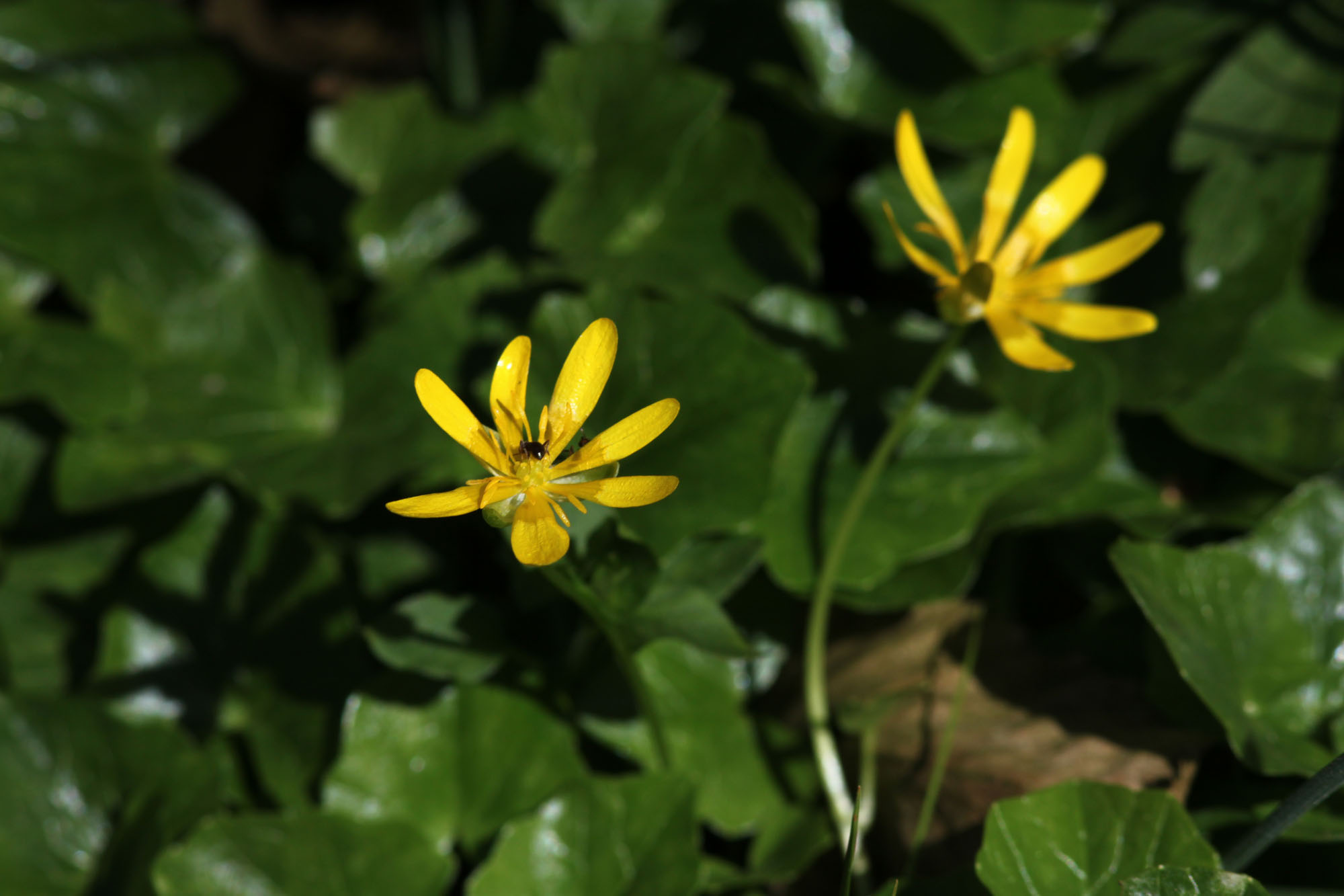 Ranunculus ficaria