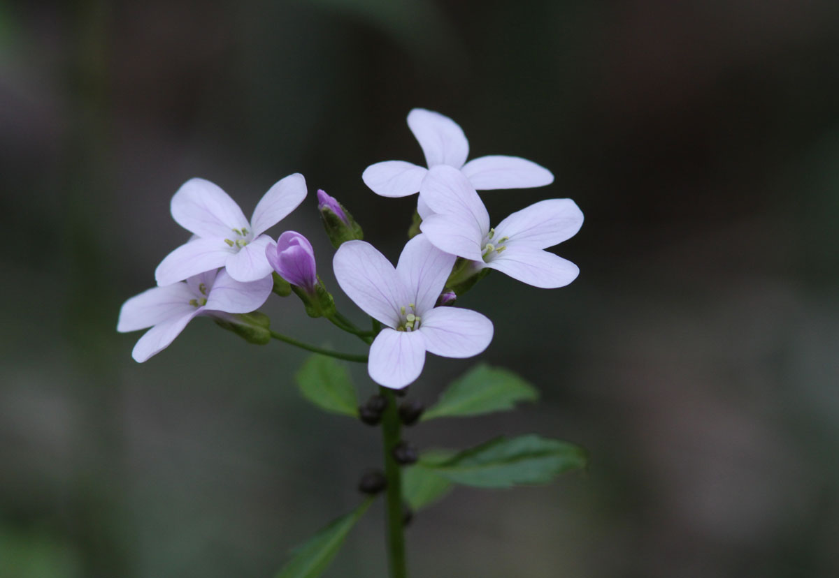 Cardamine bulbifera e Myosothis sp.