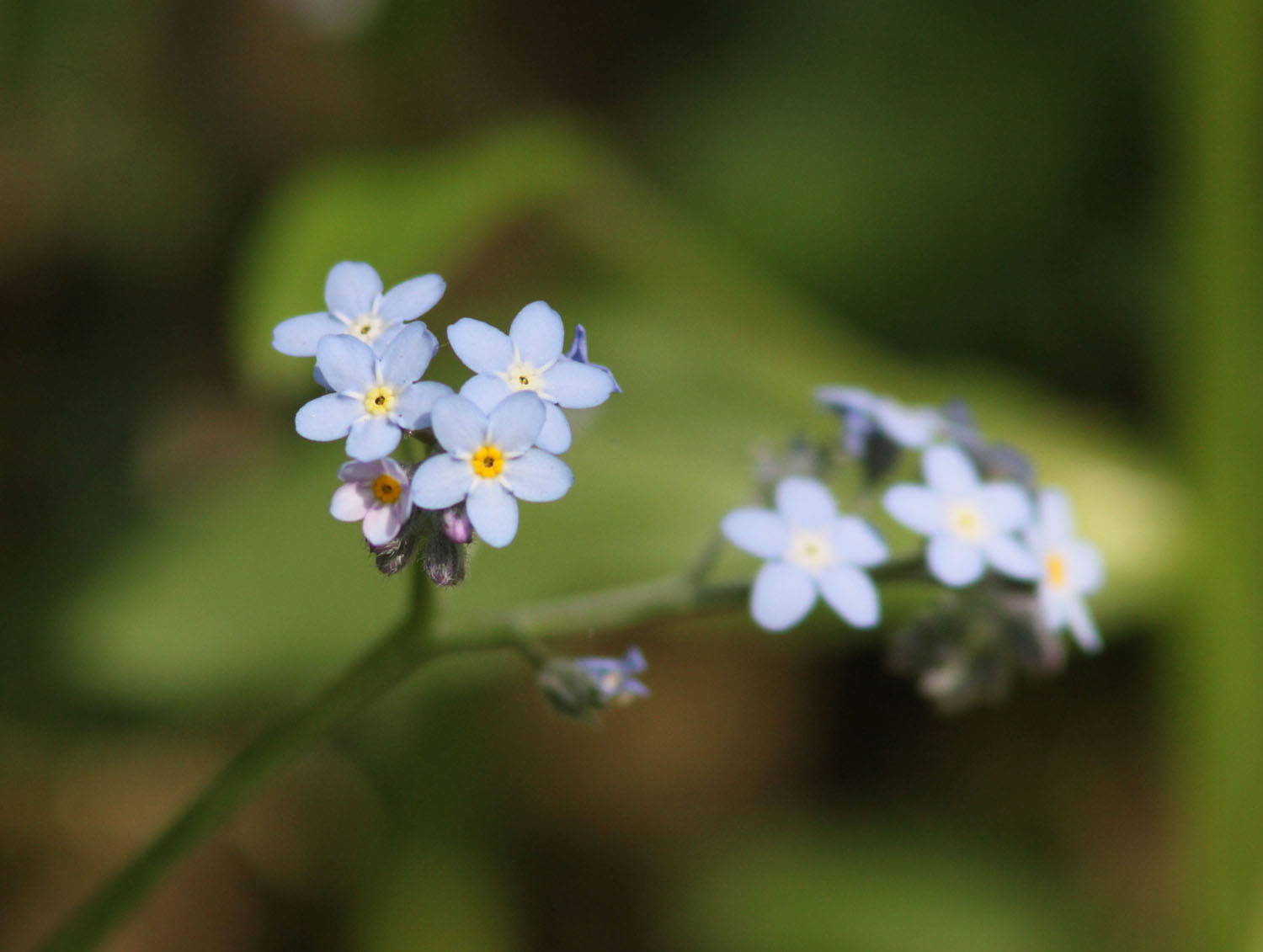 Cardamine bulbifera e Myosothis sp.