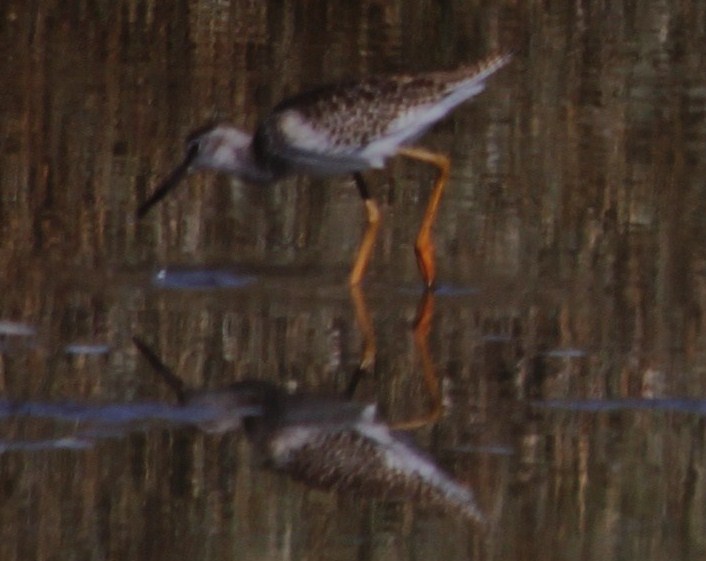Gruppetto di limicoli