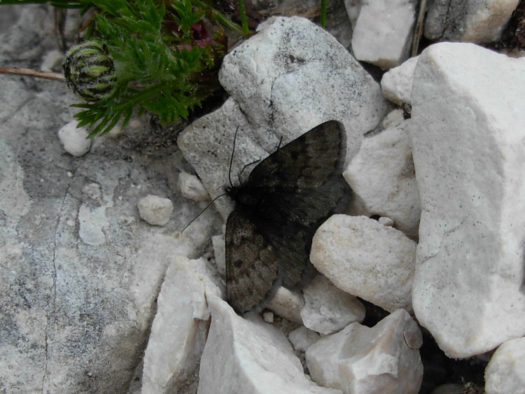 Falena delle Dolomiti da det. - Glacies cf. coracina