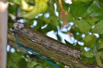 bruco di Acherontia atropos