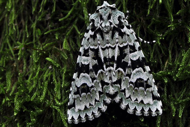 Consigli crisalide...