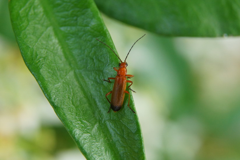 Rhagonycha fulva (Cantharidae)