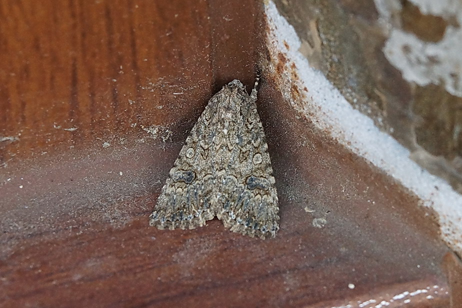 ID - Anarta (Calocestra) trifolii