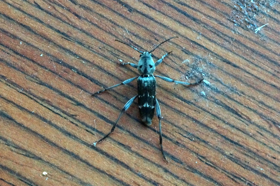 Xylotrechus stebbingi  (Cerambycidae)