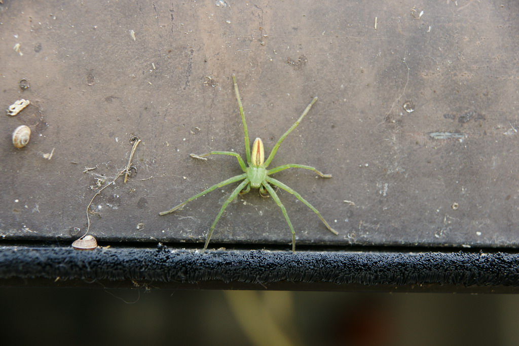 Micrommata virescens