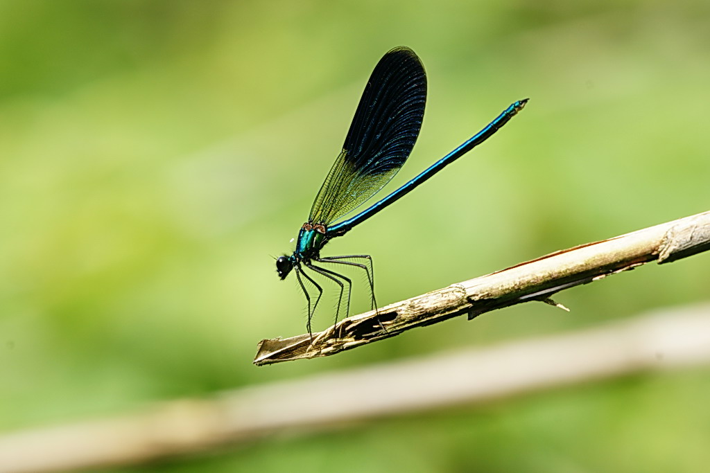 ID Calopteryx