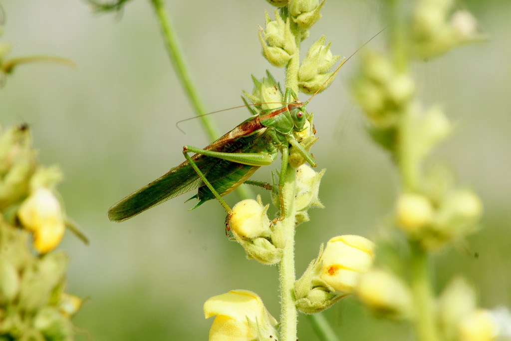 Tettigonia viridissima