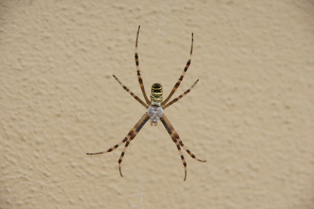 Argiope bruennichi