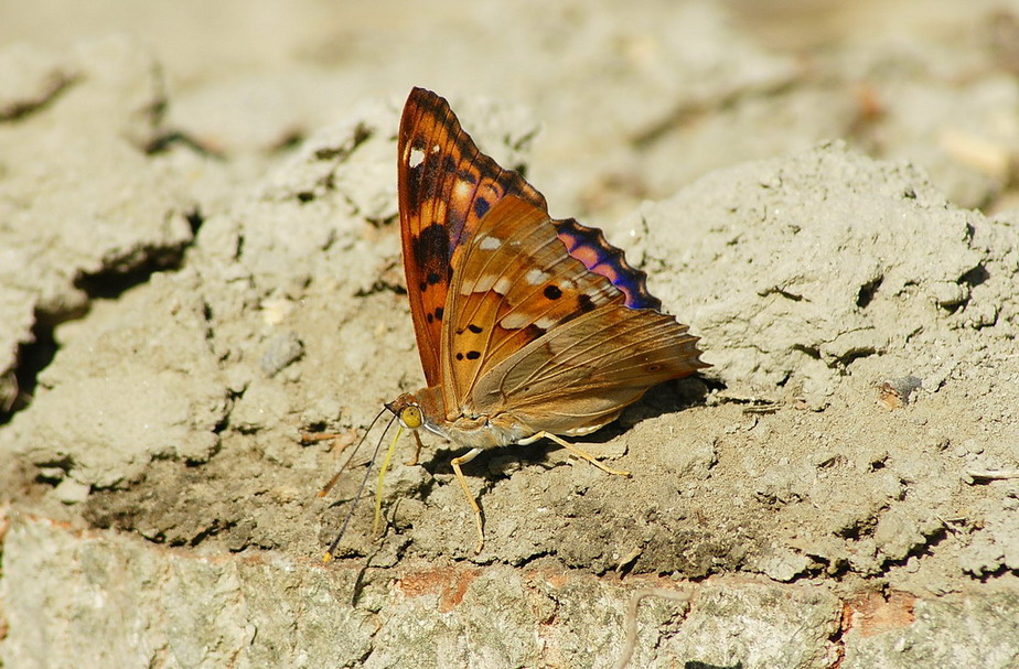 ID