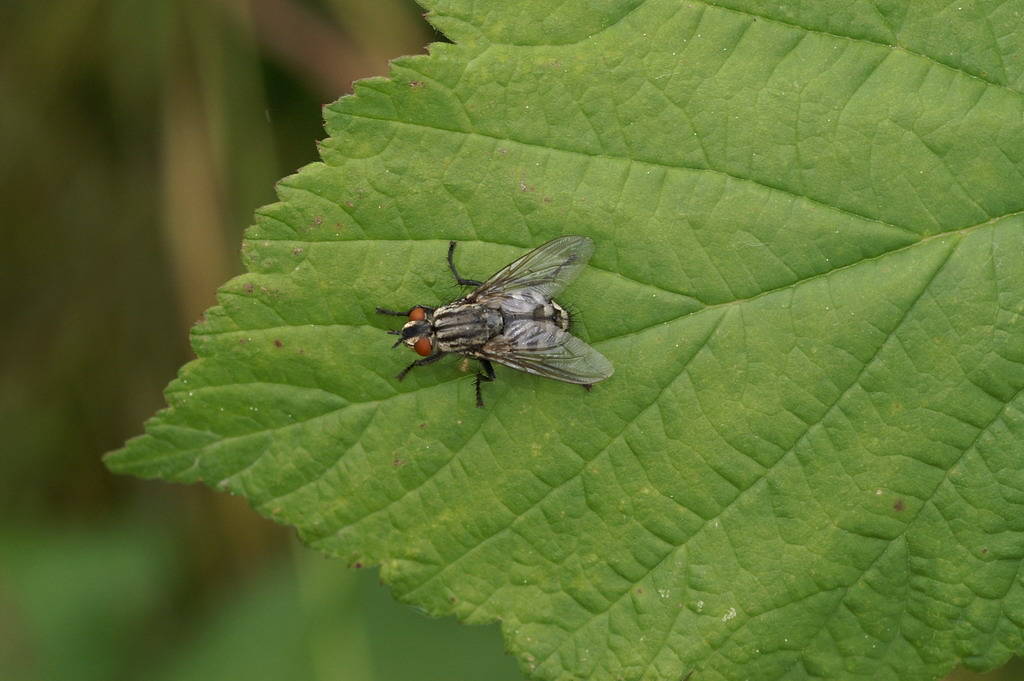 Sarcophaga sp.