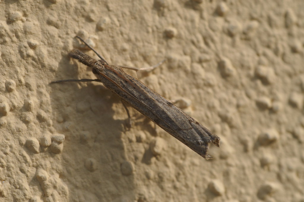ID