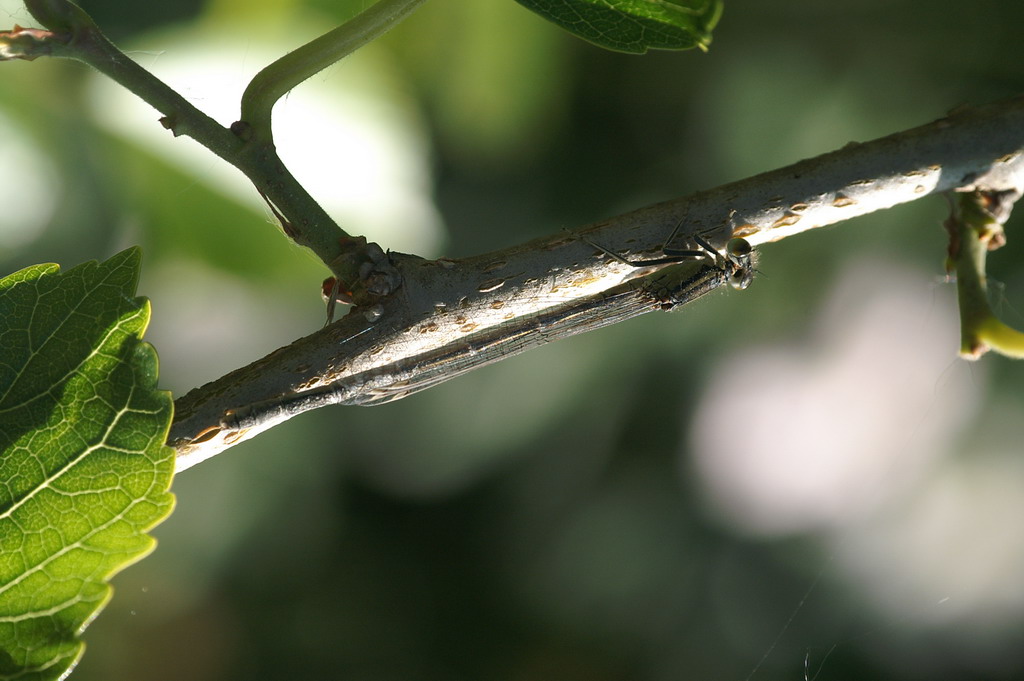 ID