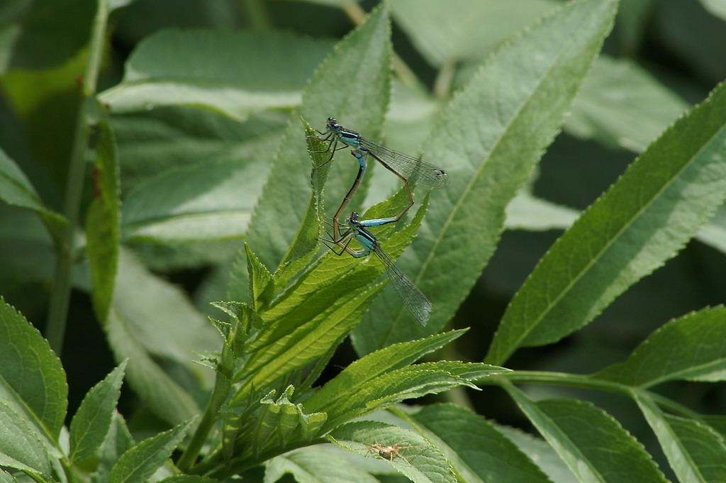 ID