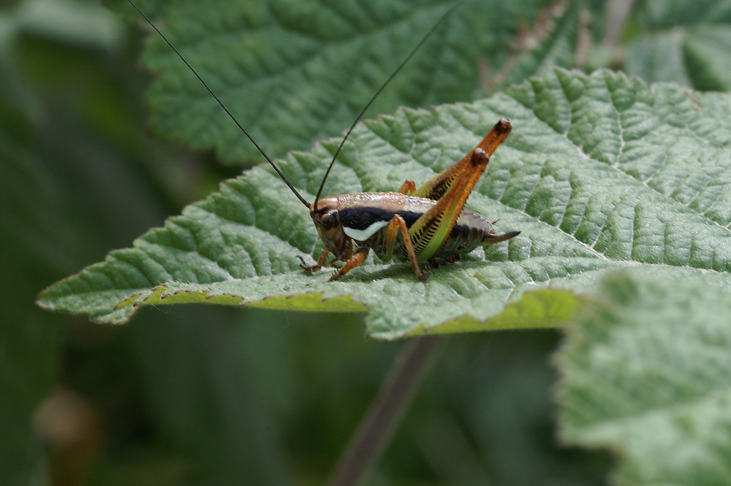 Eupholidoptera sp.