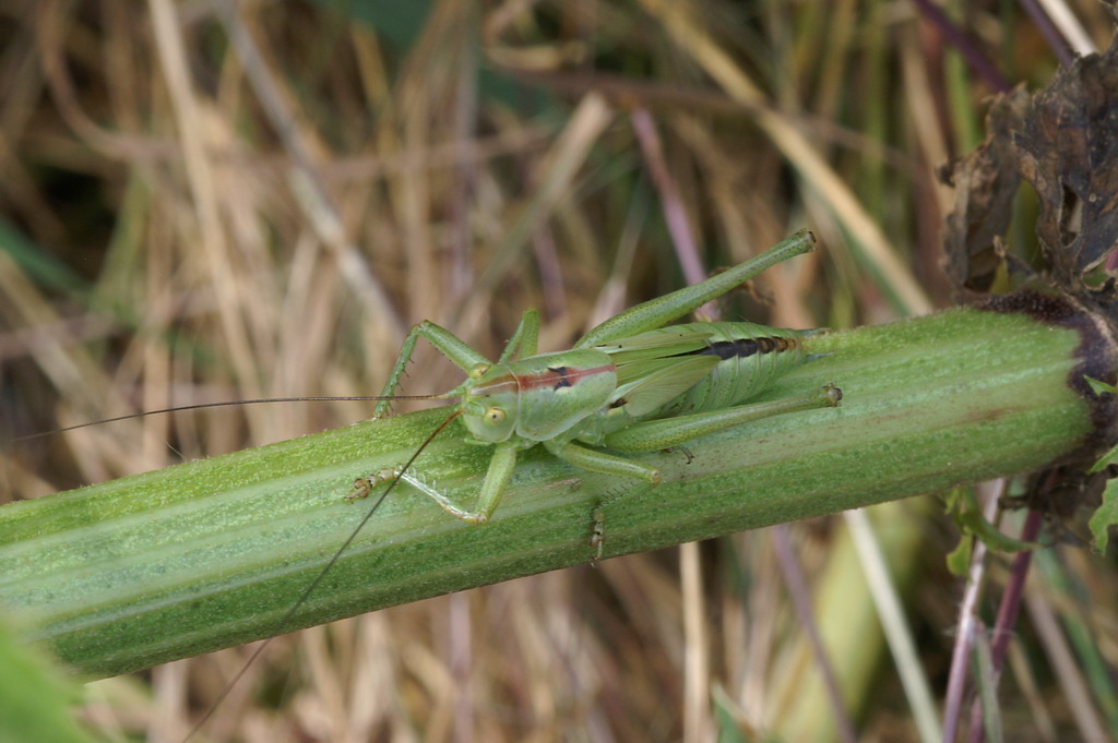 Tettigonia sp.