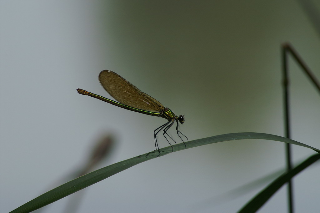 ID