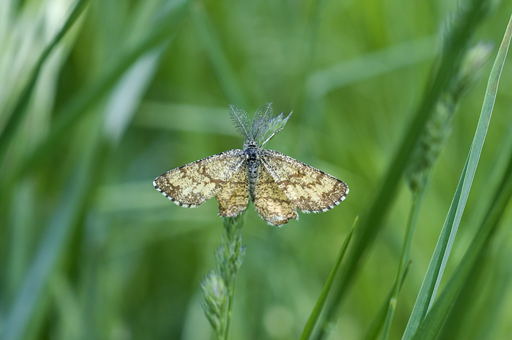 id - Ematurga atomaria