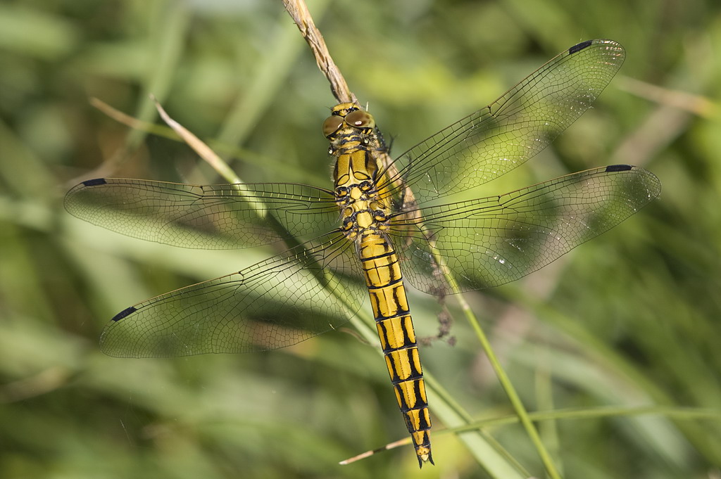 Orthetrum - Orthetrum cancellatum